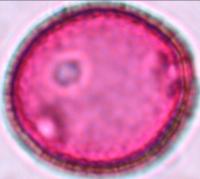triodanis